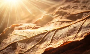 Tobacco varieties