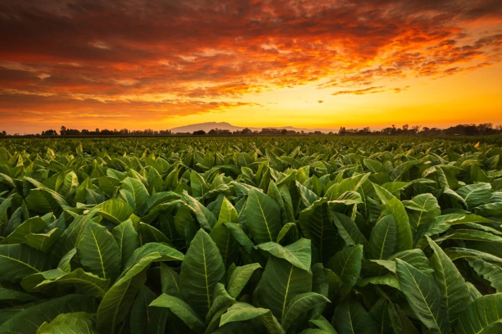 Tobacco varieties