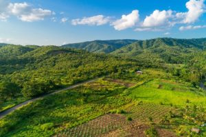 What influences tobacco aroma